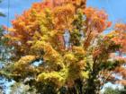 Pascack Valley Brook Park In the Fall in Westwood New Jersey