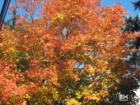 Pascack Valley Brook Park In the Fall in Westwood New Jersey