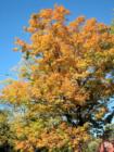 Pascack Valley Brook Park In the Fall in Westwood New Jersey