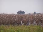 Snook Farm Lands