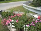 Flowers at the entrance to Rye Harbor