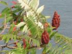 More pretty flowers at Rye Harbor