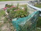 More pretty flowers at Rye Harbor