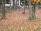 I don't think you want to lose your golf ball in this pile of leaves.  Photo taken at the Atkinson Resort Country Club .