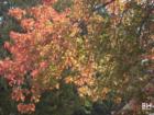 Hillsdale in the Fall of Bergen County New Jersey