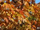 Oradell in the Fall of Bergen County New Jersey