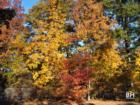 Oradell New Jersey in the Fall 