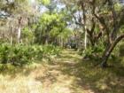 Trail at Myakka Park, Sarasota