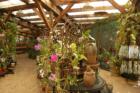 The Orchid Shop inside Marie Selby Botanical Gardens, Sarasota