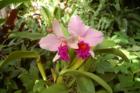 Orchid, Marie Selby Botanical Gardens