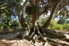 Banyan Tree, Marie Selby Gardens, Sarasota
