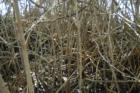Mangrove Forest, Sarasota