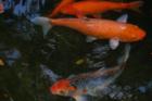 Koi Pond at Marie Selby Gardens, Sarasota