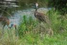 Crane Family, Sarasota