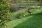 Follow me, Sarasota