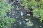 Bird, Sarasota