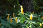 Flowers at Selby Gardens