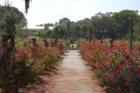 Rose garden at the Ca d'Zan Mansion