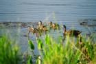 Baby ducks in a Lake in Willowbend, Osprey