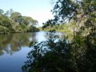 South Creek at Oscar Scherer State Park