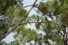 An Osprey in Osprey