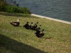 Back yard visitors