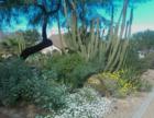 November blooms at Glendale Public Library Cactus Garden