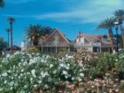 Historic Sahuaro Ranch Park blossoms with roses in November