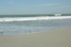 Sea Gulls on The Beach in North Myrtle Beach, SC