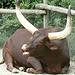 African Steer Binder Park Zoo Battle Creek