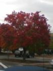 I love the colors this time of year. Charlotte puts on a pretty good show!