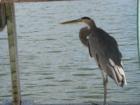 Boca Grande, Lee County, FL