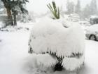 Occassional Freak Snowstorm