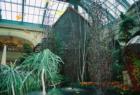 Trees that "rained" water at the Conservatory at the Bellagio -I like to take Las Vegas visitors (my family) to the Bellagio after we drive up and down the strip, then we go home.  After that, they can do their own exploring! 