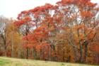 Fall colors in Franklin