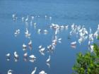 Egrets in Ding Darling
