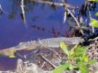 Ding Darling Alligator