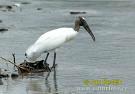 San Carlos - Back yard Wood Stork