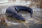 Everglades Native