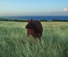 Haiku ocean view with cow outstanding in her field.
