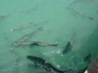 Islamorada Tarpon