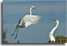 Venice Birds