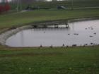 Maple Lawn Farm