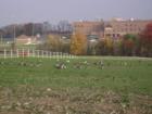 Encroaching development - Maple Lawn Farm