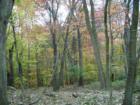 Crestwood is surrounded on three sides by Rock Creek Park