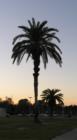 A single palm tree with a colorful sunset as the backdrop. I have many of these. I only chose 2 of the best ones. I am proud of my home town and strive to portray it in the best manner possible, when selecting which photos to post here.