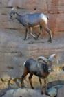 Desert Bighorns, Arizona Sonoran Desert Museum in Tucson