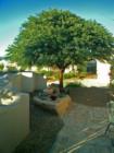 Gumdrop Mesquite
