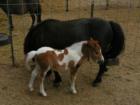 Miniature Horses, Tucson, AZ