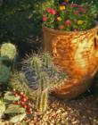 Tucson Pot